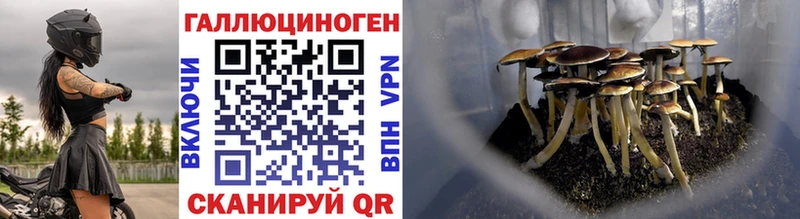 Галлюциногенные грибы Psilocybine cubensis  гидра вход  Беслан  наркотики 